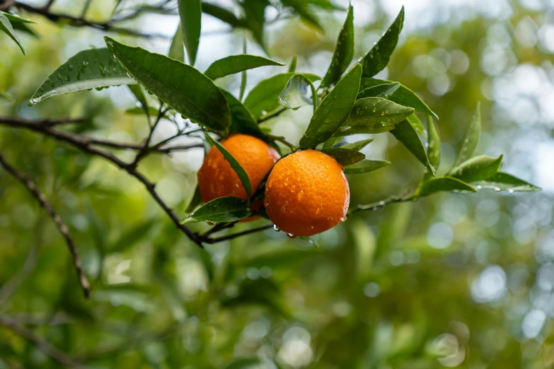 oranges are hanging on an tree and ready to be picked