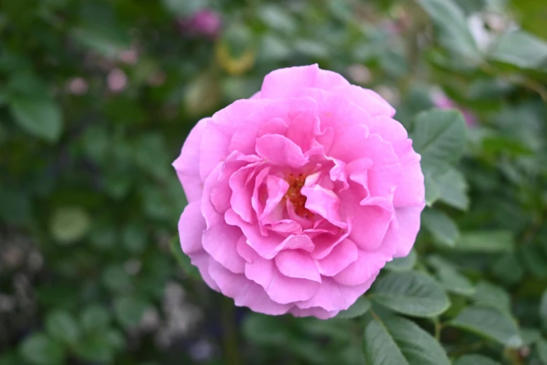 a single pink rose on a tree nch with leaves and foliage