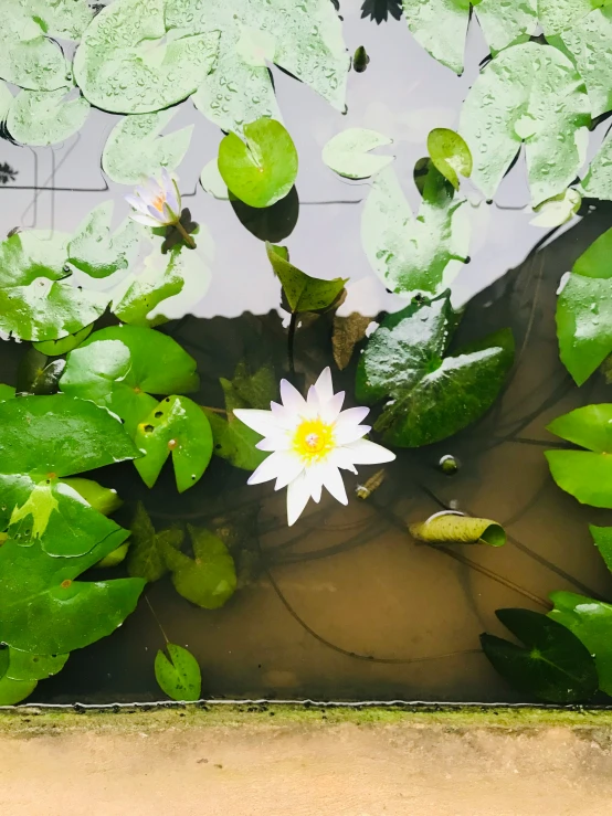 a small pond with lots of waterlily growing
