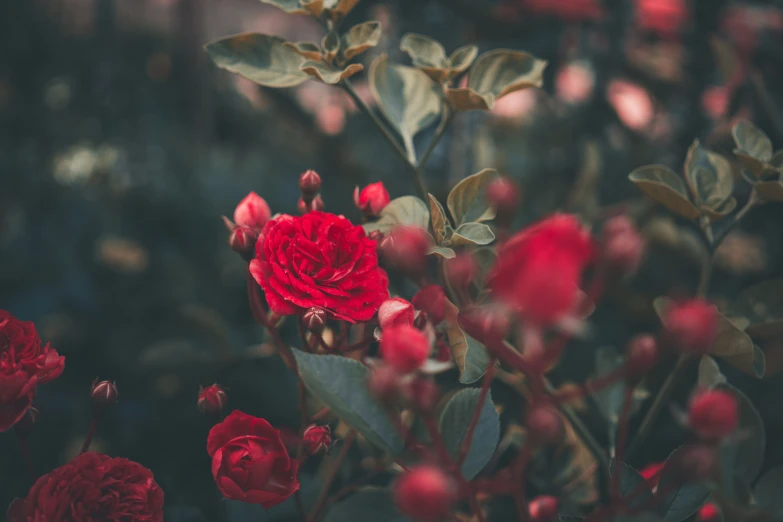 the red flowers are blooming in the bush