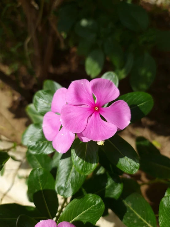 a purple flower blooming next to a tree