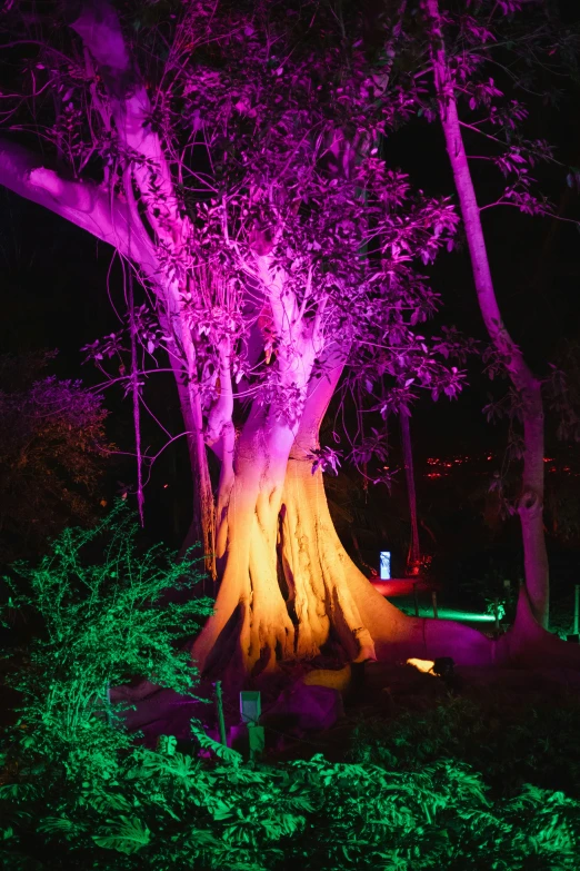 a pink light over a tree at night