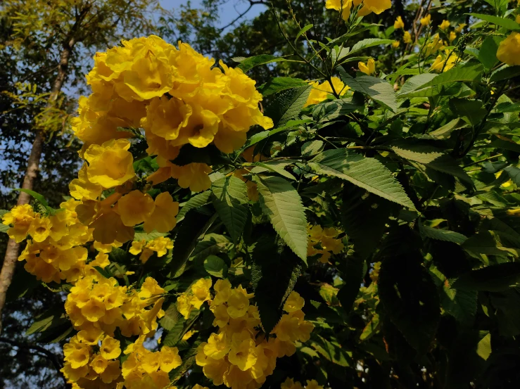 a close - up view of yellow flowers with leaves and trees in the background