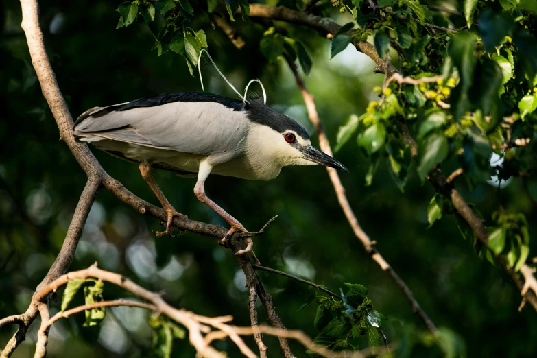 a white and black bird is in a tree