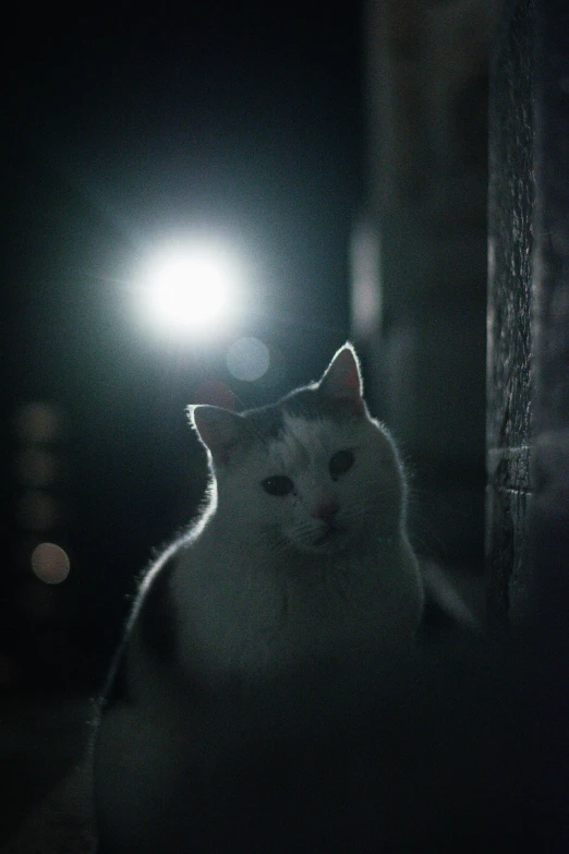 a cat sitting outside in the dark under a light