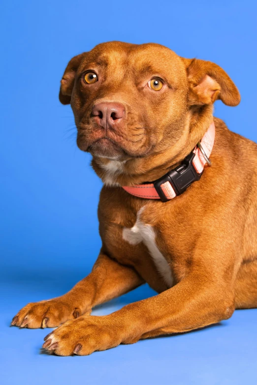 a brown dog sitting down wearing a collar