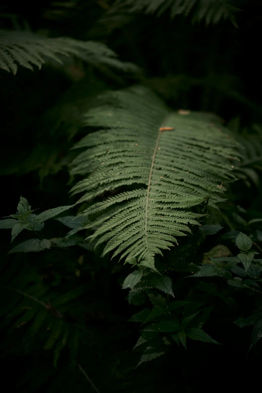 a plant that is next to some grass