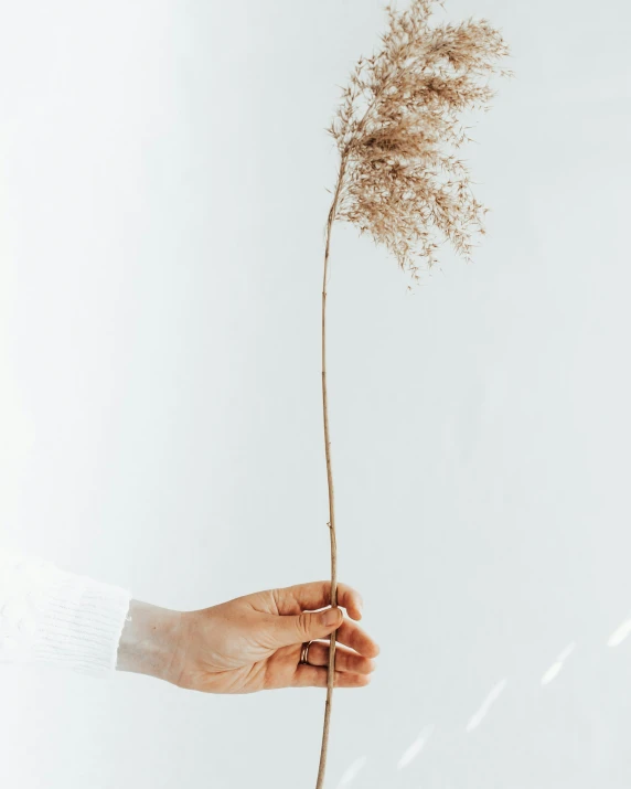 hand holding dried flowers on a light gray background