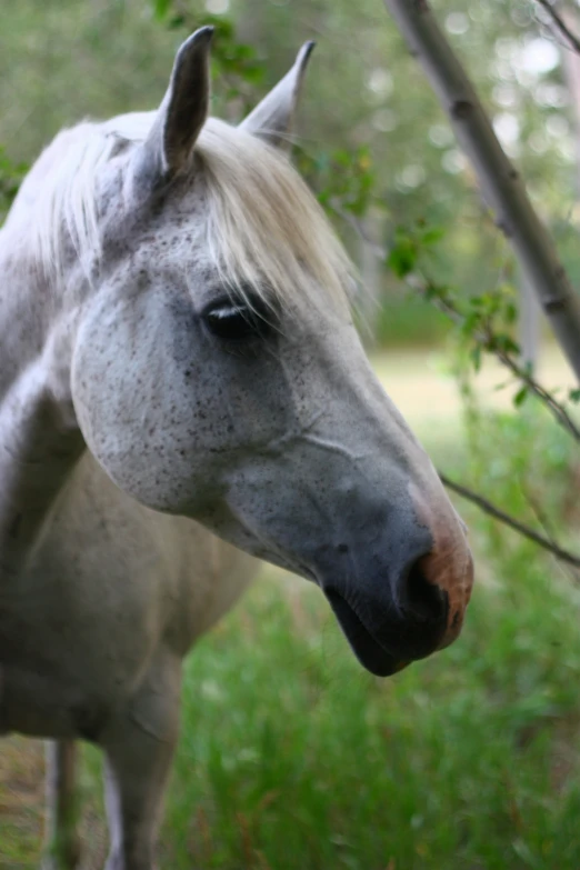 a white and grey horse with long blonde hair