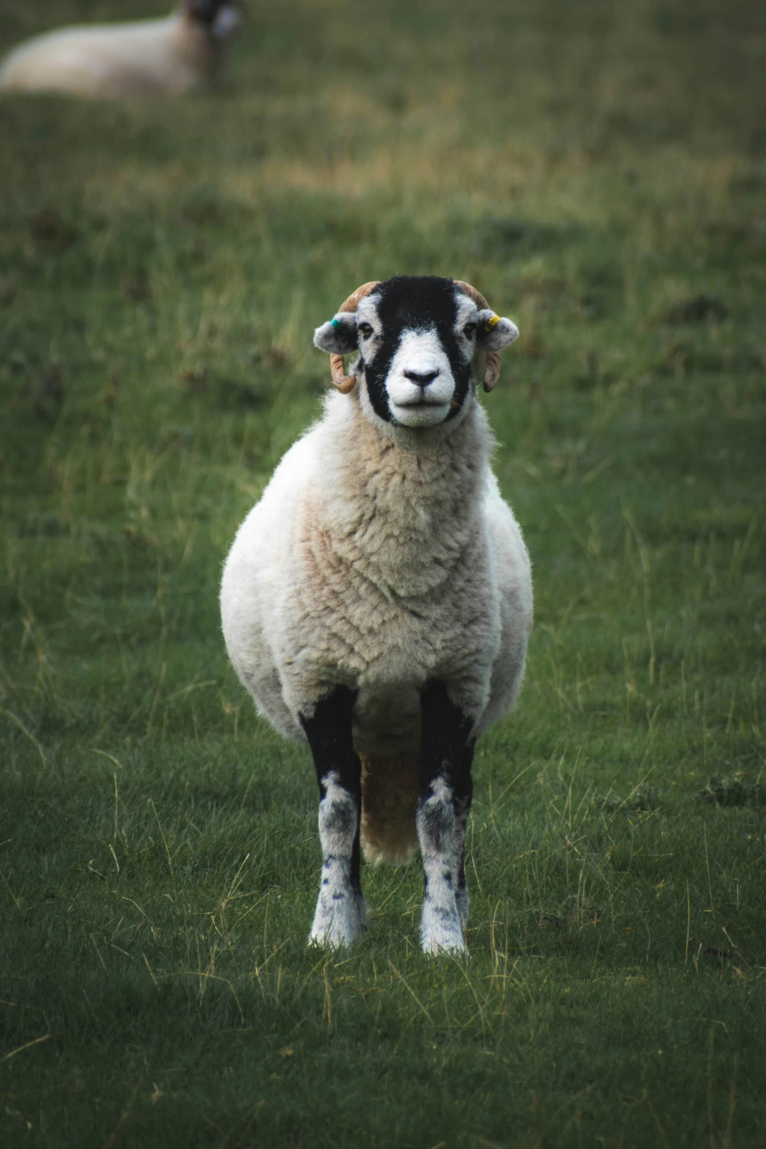 a sheep standing in a field of grass