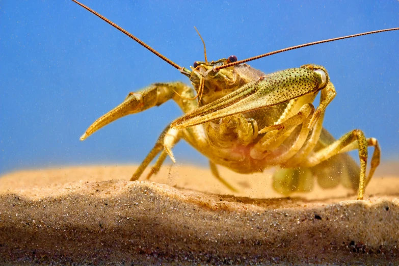 an image of a dead insect looking directly at the camera