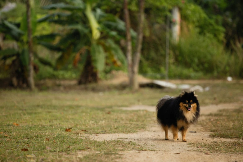 a dog is walking down a path next to trees