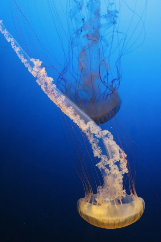 jellyfish swimming in water on a blue surface