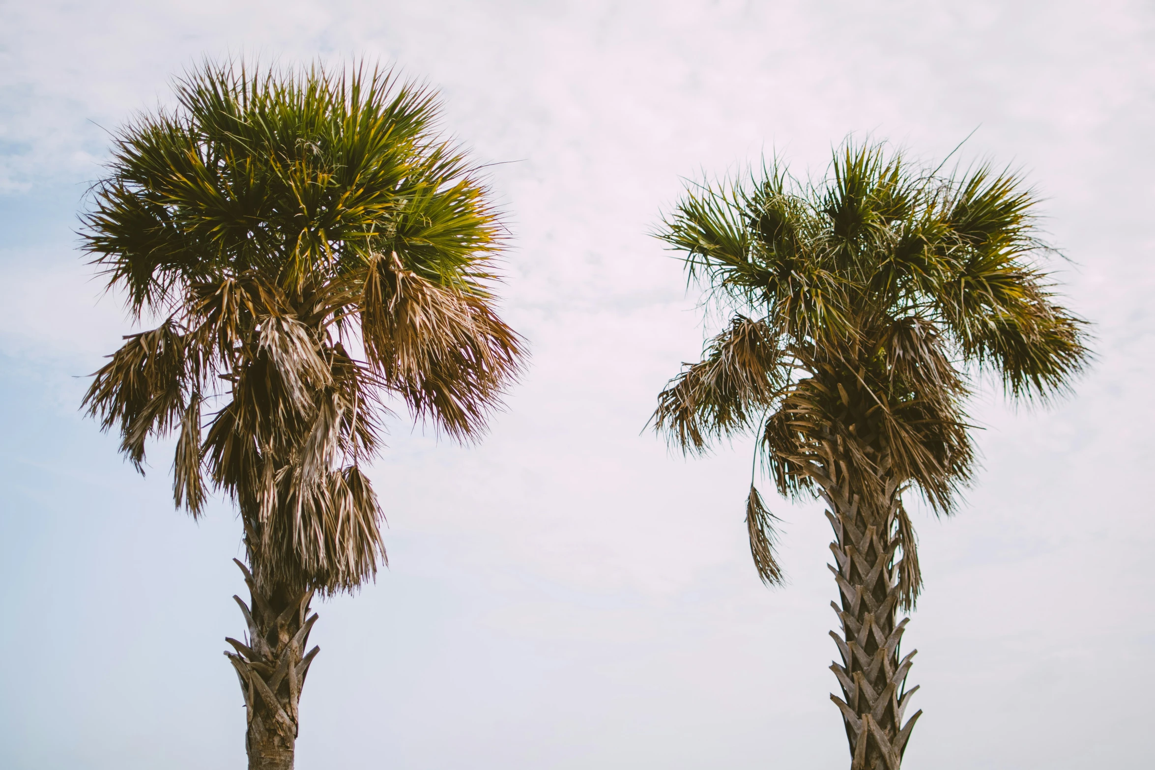 palm trees in the foreground with a cloud covered sky in the background