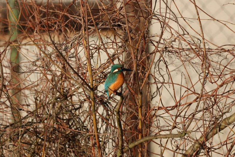 small bird sitting in tree next to building