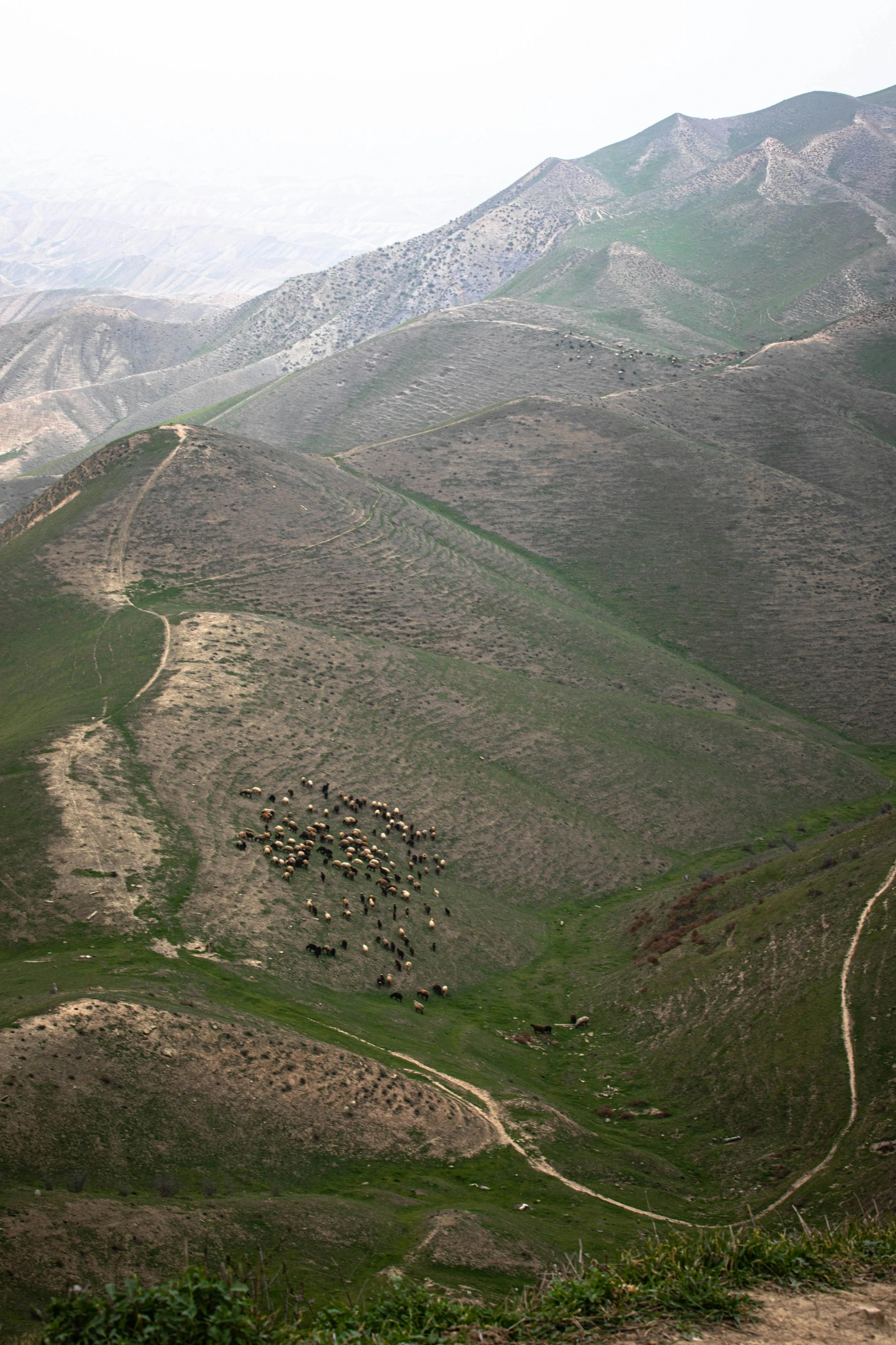 a herd of wild animals grazing on grass in the middle of a mountain range