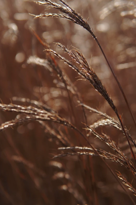 close up po of grass and light from the sun