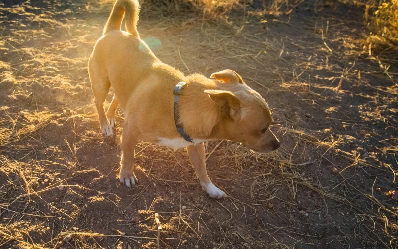 dog in the middle of the park on the ground