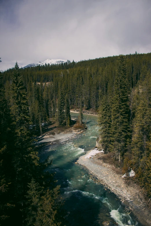 a river flowing between two trees in the middle of a forest