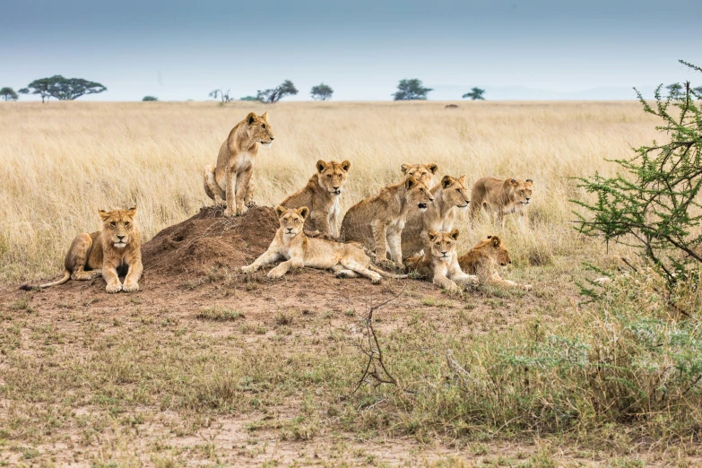 a herd of lions sitting in the middle of a dry grass covered field