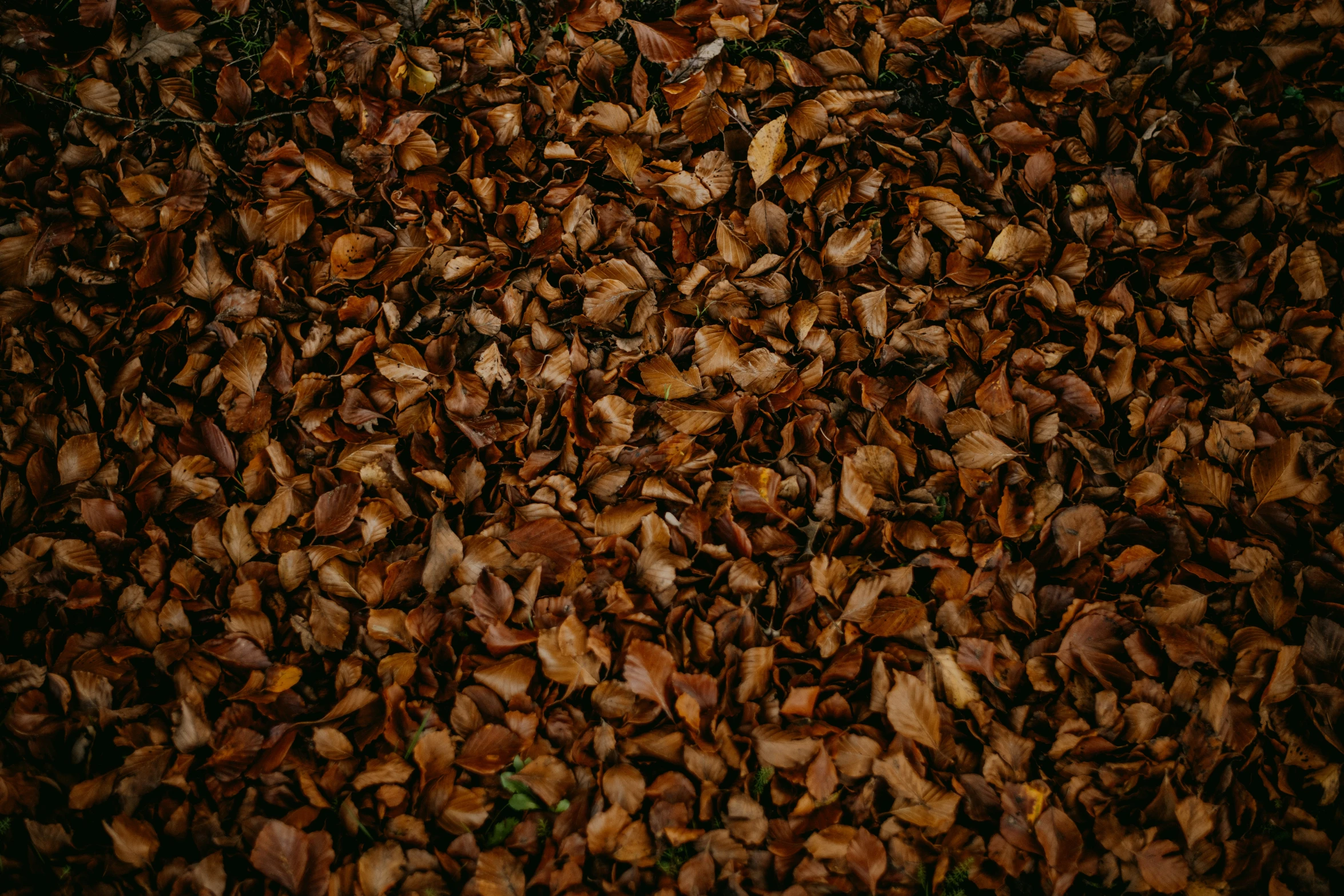 a close up view of leaves and nches