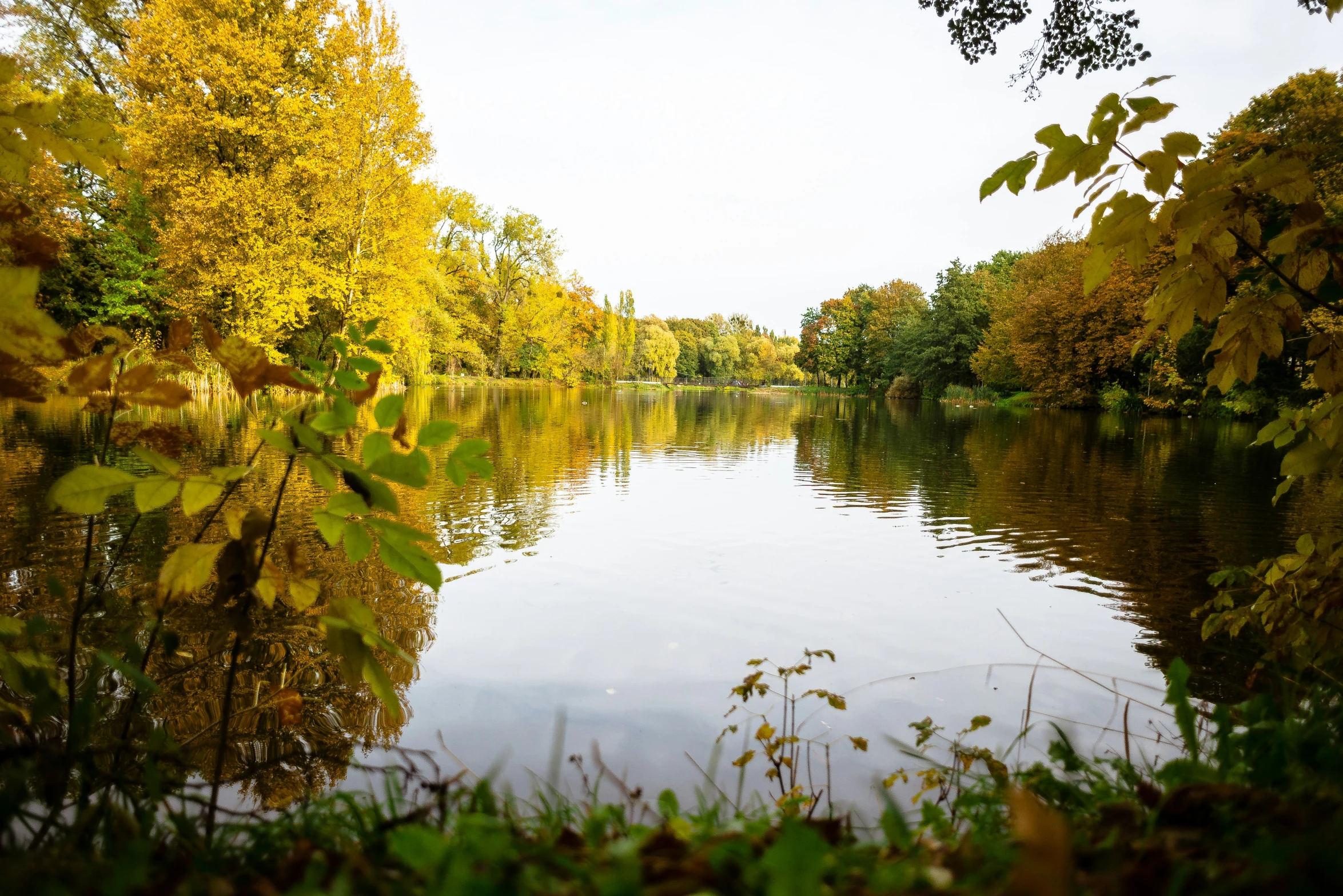 this is an autumn river with yellow leaves