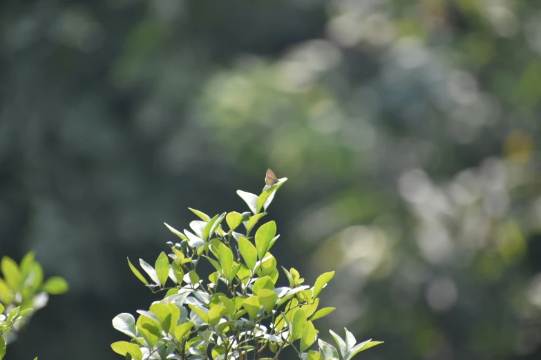 green leaves in an area with lots of trees