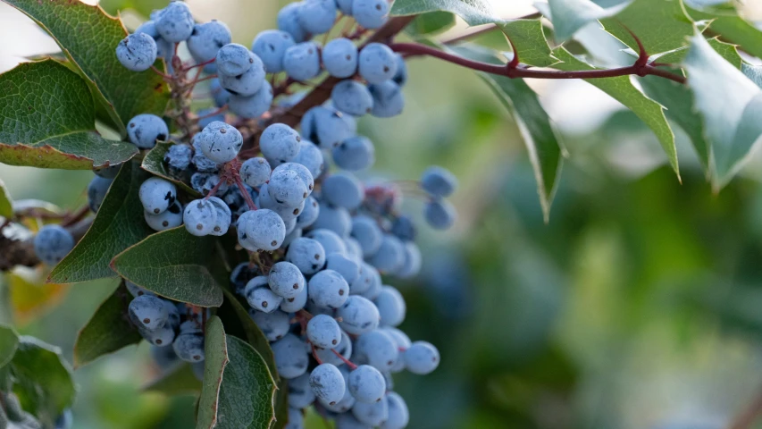 the blue berries are still blooming on the bush