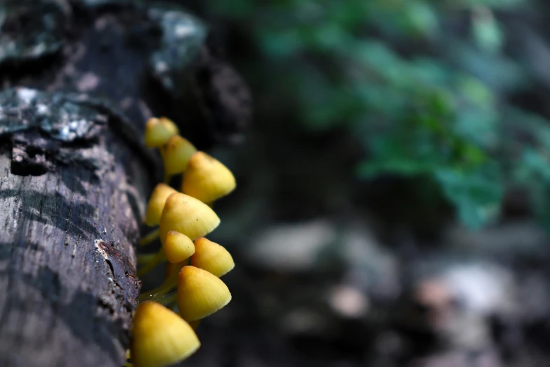 a group of yellow mushrooms growing out of the bark of a tree