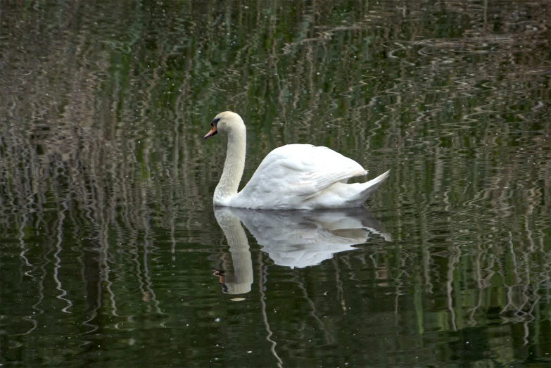 a white bird swimming on top of a body of water