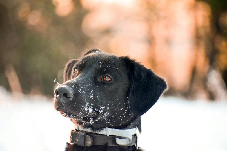 a close up of a black dog with snow on his collar