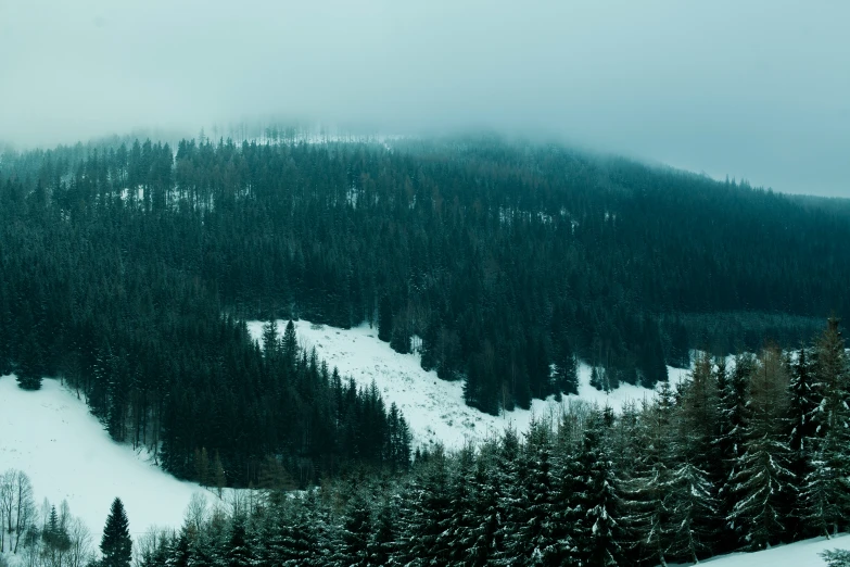 some snow trees and a hill with lots of fog