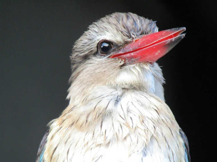 a colorful bird with a red beak looking up