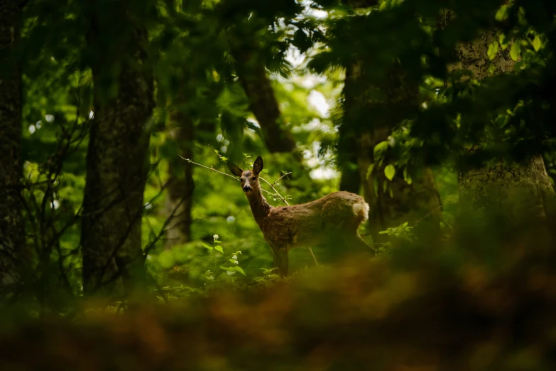 a deer is in the woods looking up at some trees