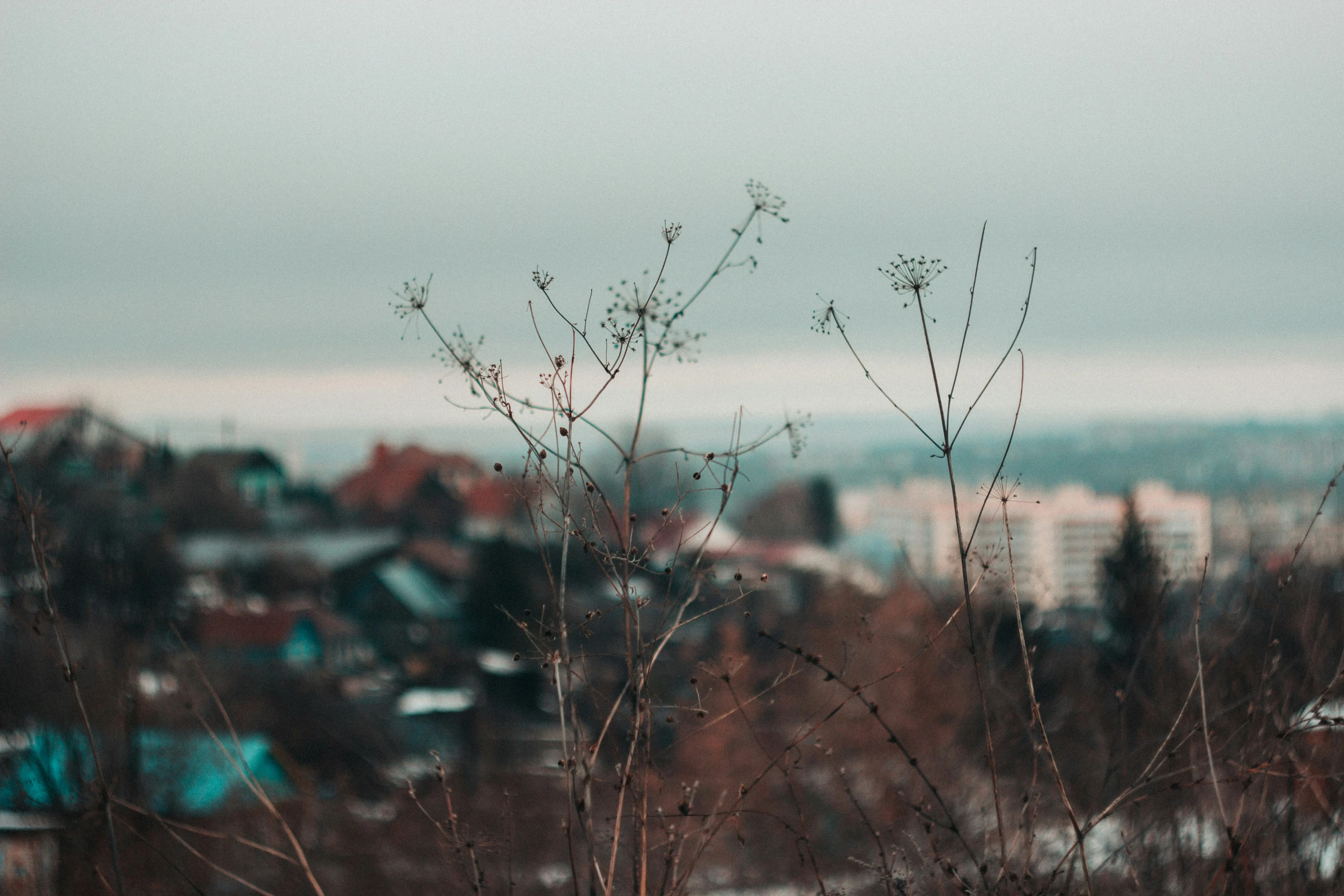 a small bush in the foreground, with buildings in the distance