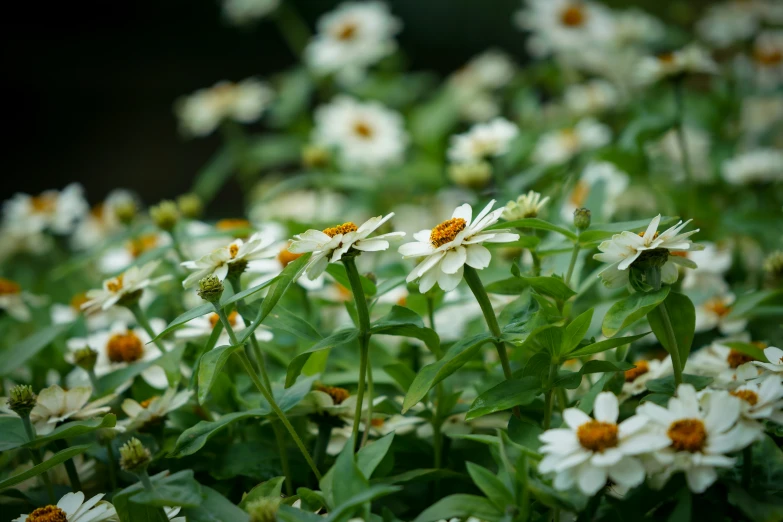 many white flowers grow in a garden