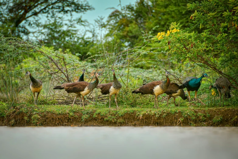 a bunch of birds standing in a grassy area