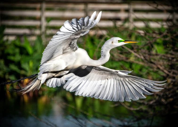 white bird landing on green grass over water