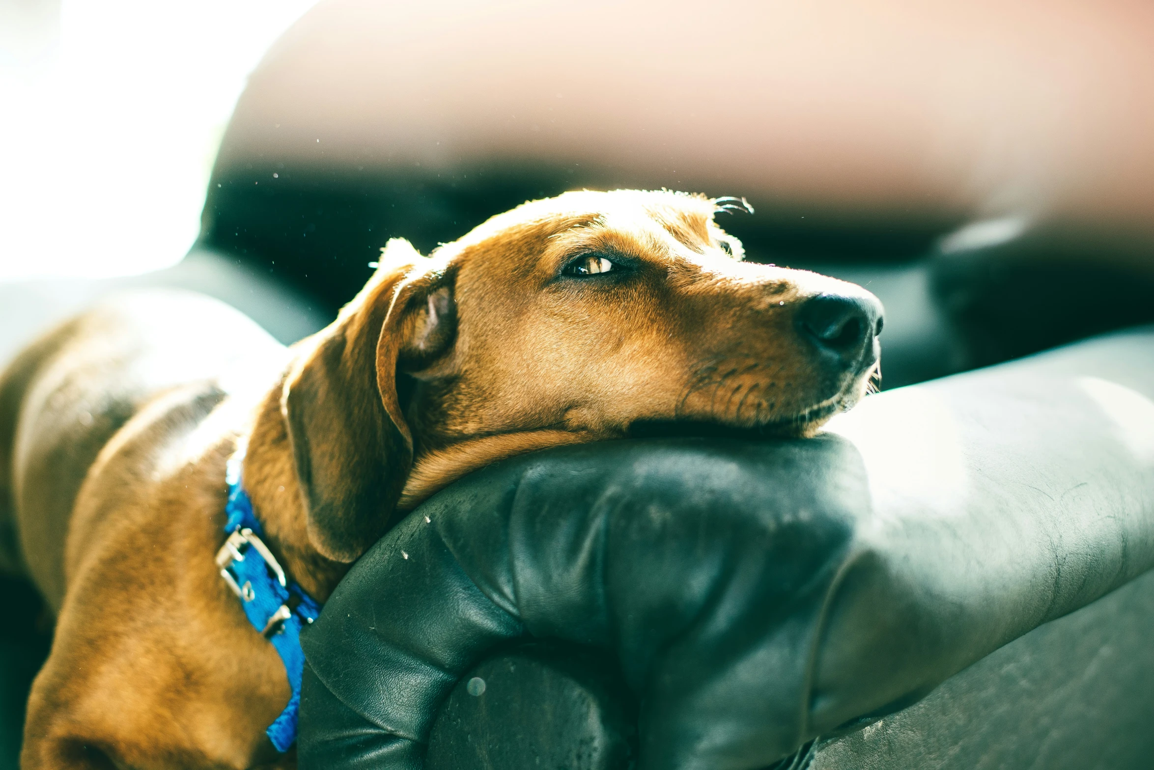 an adorable dog is laying on a couch