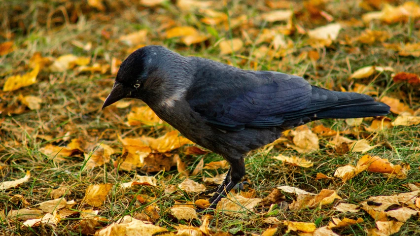 there is a black bird sitting on the leaves