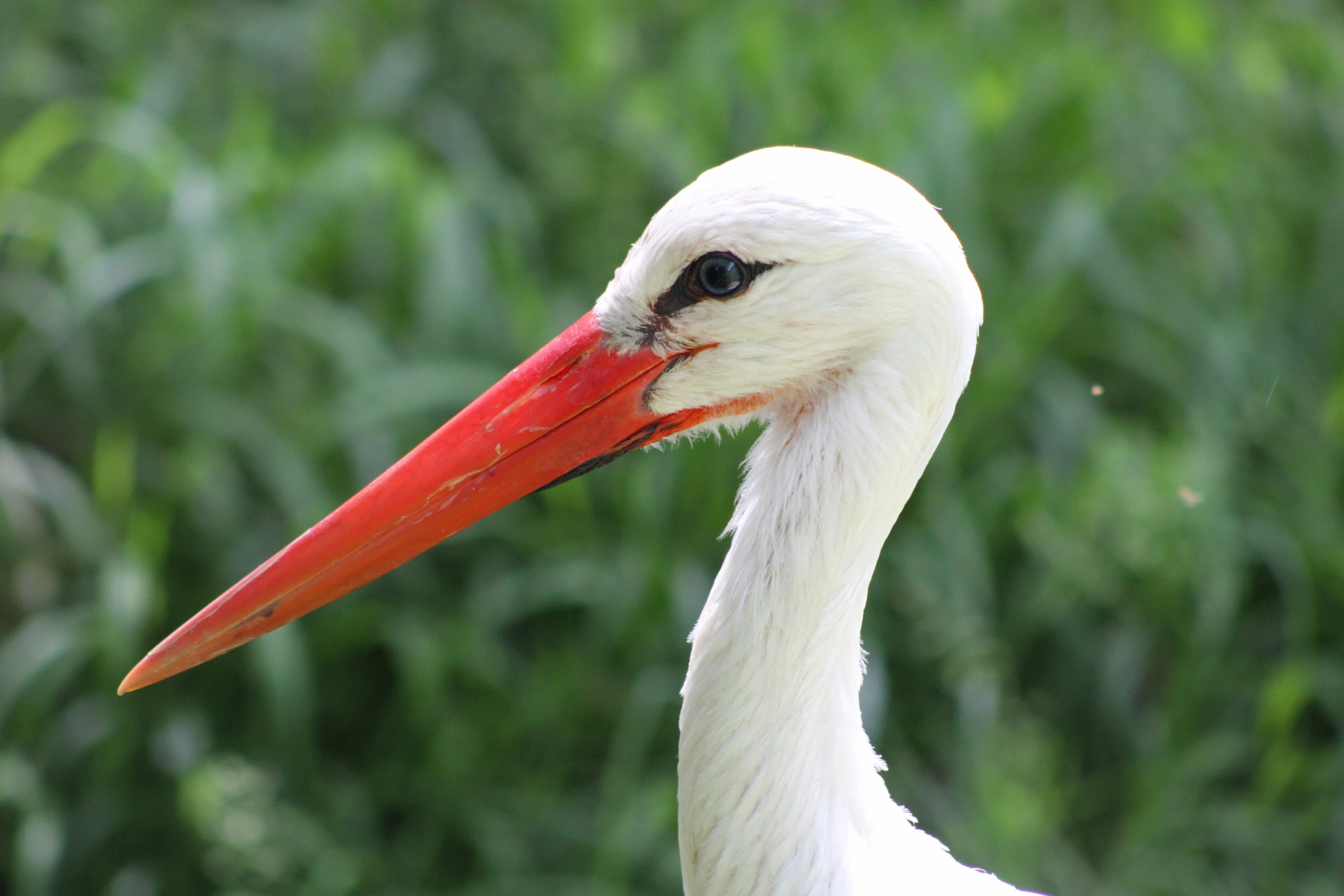 white bird with a red bill walking on pavement