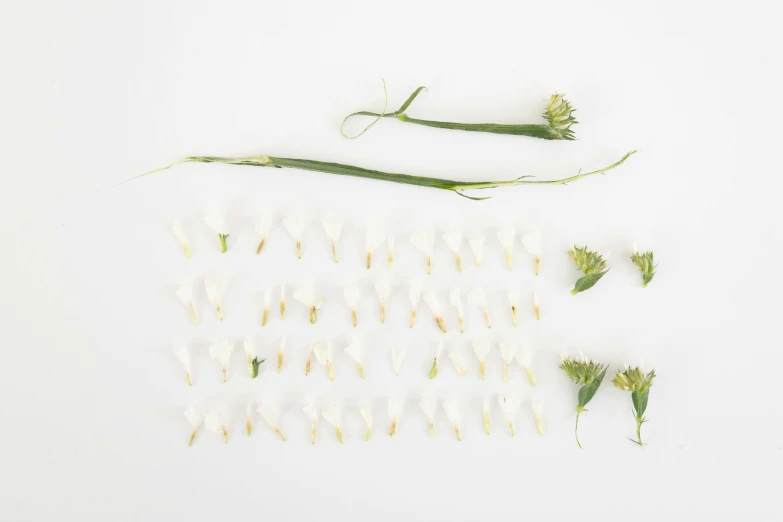 there are flowers and seeds that are arranged on the table