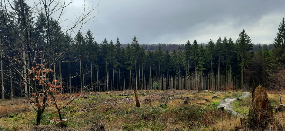 a group of trees in the middle of a forest