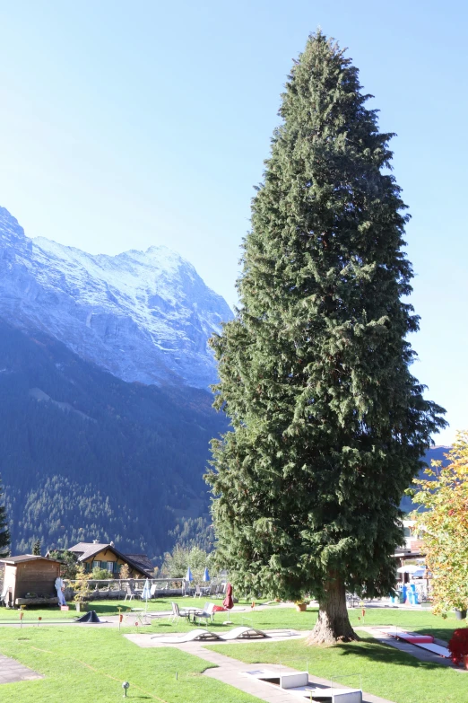 a large leafy tree in a park with mountains in the background