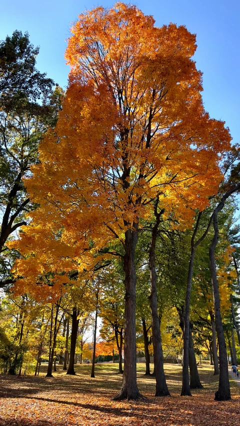 a large yellow tree is shown in the middle of a forest