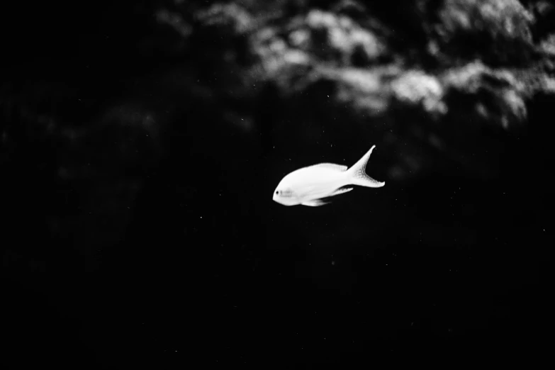 a white bird flying through the air at night