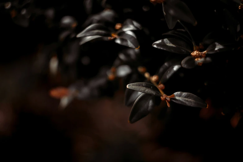 dark and gloomy plant with green leaves