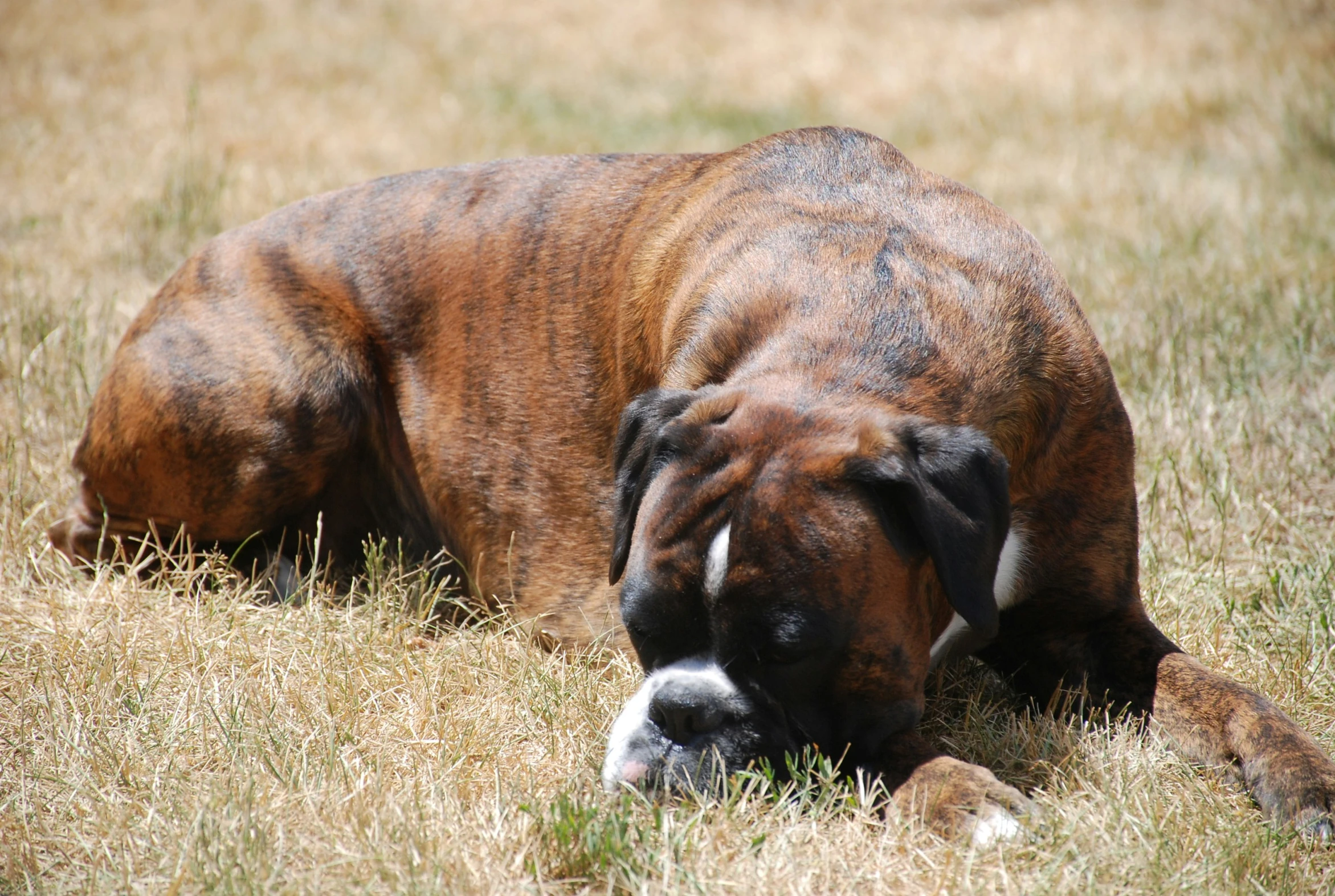 a brown dog laying in the middle of some grass