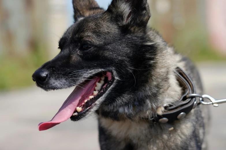 a close up of a dog on a chain and panting