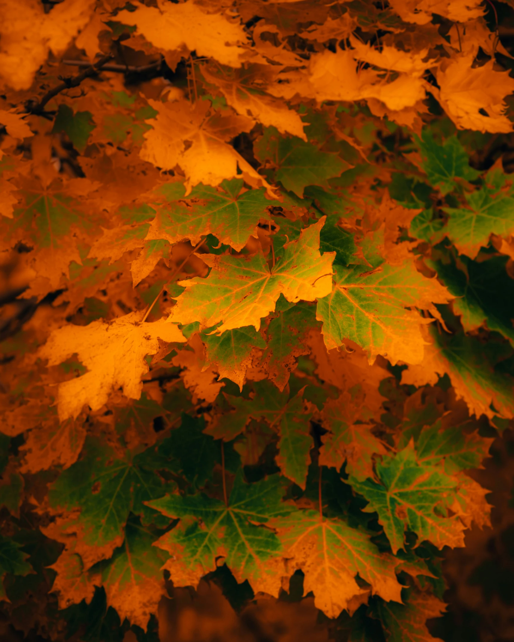 colorful leafs hanging from the ceiling of the forest